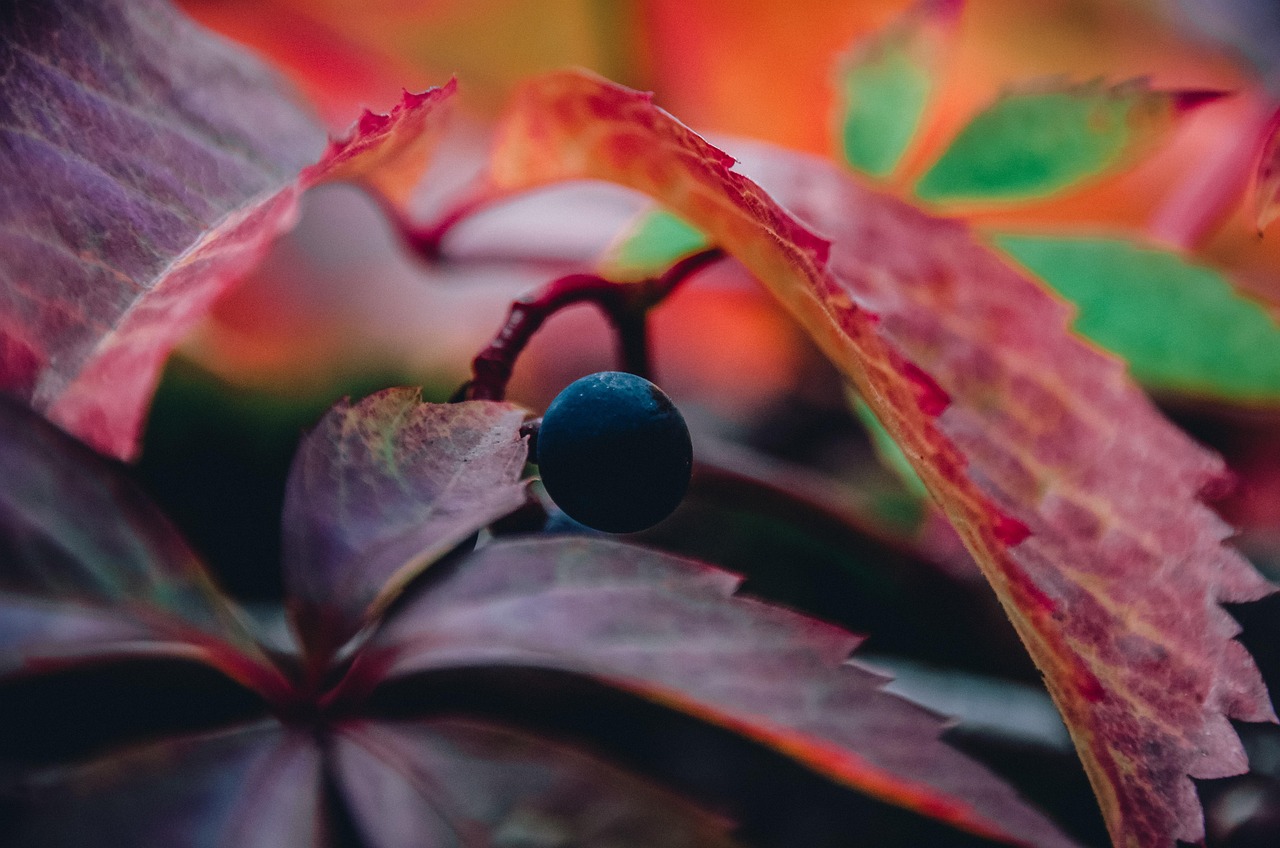 冷蔵ぶどうギフトで作るフルーツサラダの人気レシピは？